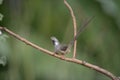 Speckled mousebird, Colius striatus Royalty Free Stock Photo