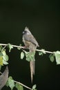 Speckled mousebird, Colius striatus Royalty Free Stock Photo