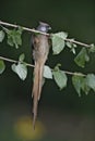 Speckled mousebird, Colius striatus Royalty Free Stock Photo
