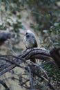 The speckled mousebird Colius striatus is sitting on the branch in the morning Royalty Free Stock Photo