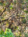 Speckled Mousebird (Colius striatus) in South Africa Royalty Free Stock Photo