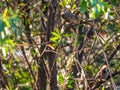 Speckled Mousebird (Colius striatus) in South Africa Royalty Free Stock Photo
