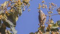 Speckled Mousebird Eating Fruit Royalty Free Stock Photo