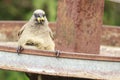 Speckled Mousebird eating some fruit Royalty Free Stock Photo