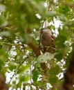 Speckled Mousebird feeding Royalty Free Stock Photo