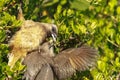 Speckled Mousebird feeding its young Royalty Free Stock Photo