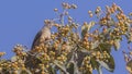 Speckled Mousebird Feeding Royalty Free Stock Photo