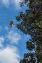 Speckled Mousebird in flight Royalty Free Stock Photo