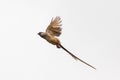 Speckled Mousebird in flight Royalty Free Stock Photo