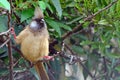 Speckled mousebird, Maasai Mara Game Reserve, Kenya Royalty Free Stock Photo