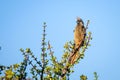 Speckled mousebird perched on the branch of a green tree in the soft sunlight Royalty Free Stock Photo