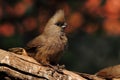 A Speckled Mousebird perched on a branch Royalty Free Stock Photo