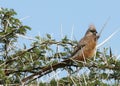 Speckled Mousebird Royalty Free Stock Photo