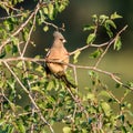 Speckled Mousebird Royalty Free Stock Photo