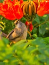 A Speckled Mousebird with a red flower