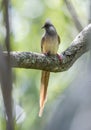 Speckled Mousebird seen at Masai Mara, Kenya Royalty Free Stock Photo