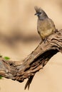 Speckled Mousebird sitting on a dead branch looking for food Royalty Free Stock Photo