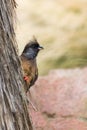 Speckled mousebird standing on a tree