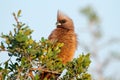 Speckled mousebird on a tree