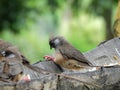 Speckled Mousebird on a wooden branch Royalty Free Stock Photo