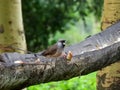 Speckled Mousebird on a wooden branch eating bread Royalty Free Stock Photo