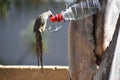 Speckled mousebird & x28;Colius striatus& x29; drinking sugar water& x28;nectar& x29; from a bird feeder in south africa Royalty Free Stock Photo