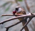 Speckled Mousebird eating