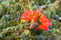 Speckled mousebirds, bird with long tail on orange flowers of African Tulip tree inTanzania, Africa