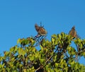 Speckled Mousebirds (Colius striatus) Royalty Free Stock Photo