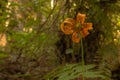 Speckled Orange Petals of Tiger Lily Blossom Royalty Free Stock Photo