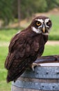 Speckled owl (Pulsatrix perspicillata) Royalty Free Stock Photo