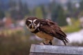Speckled owl (Pulsatrix perspicillata) Royalty Free Stock Photo