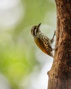 Speckled piculet climbing up the tree trunk in the wild