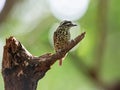 Speckled piculet perched on the branch of a dead tree
