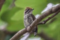 Speckled Piculet on the tree