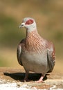 Speckled pigeon Royalty Free Stock Photo