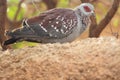 Speckled pigeon Royalty Free Stock Photo