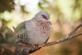 Speckled pigeon Royalty Free Stock Photo