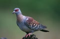 Speckled pigeon, columba guinea, Adult, South Africa Royalty Free Stock Photo