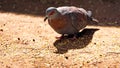 Speckled pigeon eating bird seed