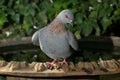 Speckled Pigeon Royalty Free Stock Photo