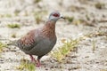 Close up Speckled Pigeon