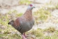 Close up Speckled Pigeon