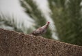 Speckled Pigeon looking down from a wall perch Royalty Free Stock Photo