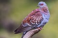 Speckled Pigeon, Simien Mountains Royalty Free Stock Photo