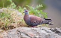 Speckled pigeon sitting on a rock Royalty Free Stock Photo