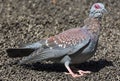 Speckled Pigeon, South Africa Royalty Free Stock Photo