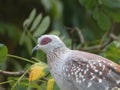 A Speckled Pigeon Royalty Free Stock Photo