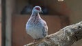 Speckled Pigeon Royalty Free Stock Photo