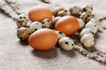 Speckled quail eggs and chicken eggs Royalty Free Stock Photo